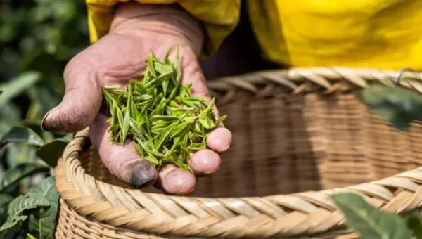 chá de longjing