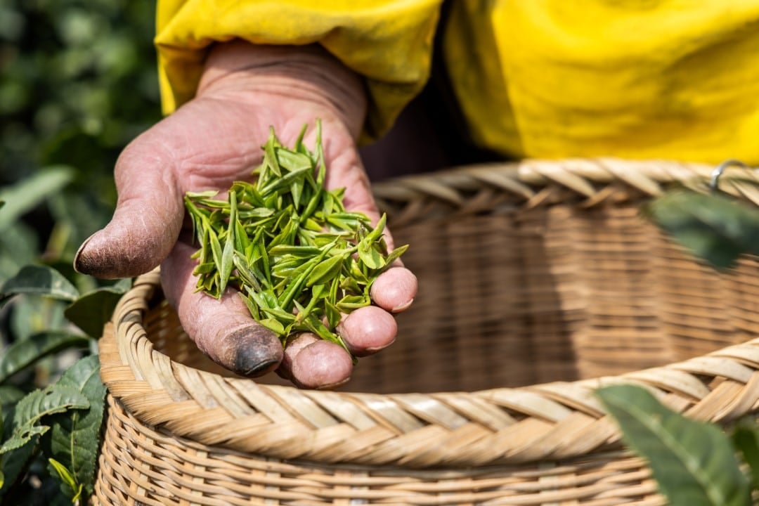 chá de longjing