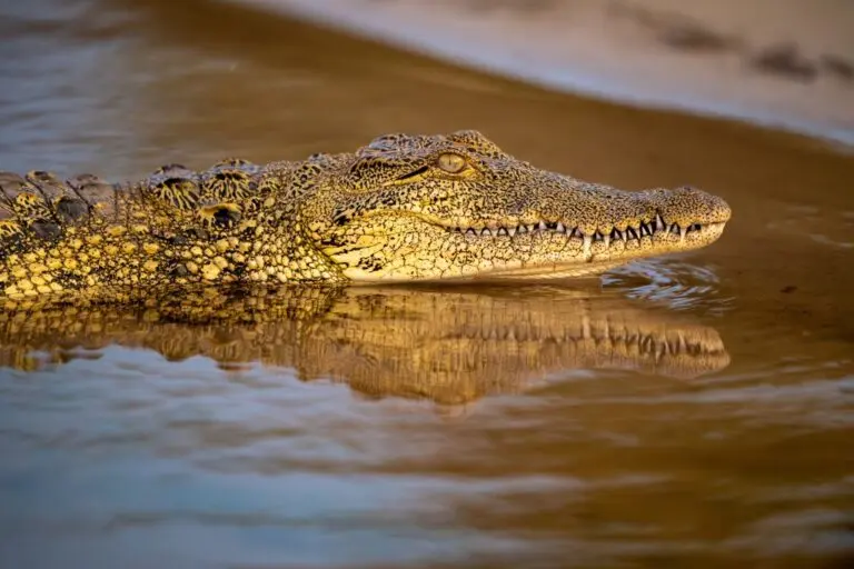 crocodilo