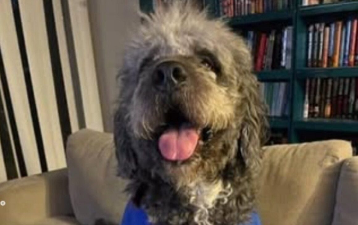 disparos contra cachorro durante celebração do título dos Knicks nos EUA - Reprodução