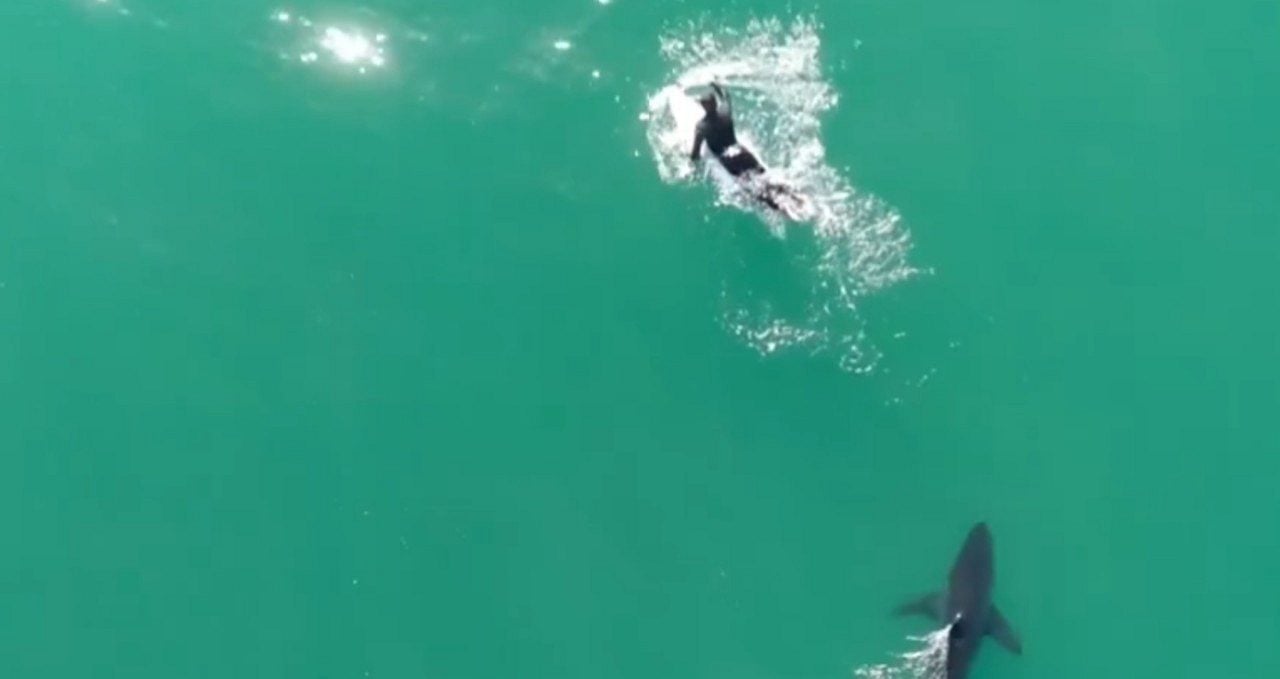 Drone captura tubarão branco ao lado de surfista - Reprodução
