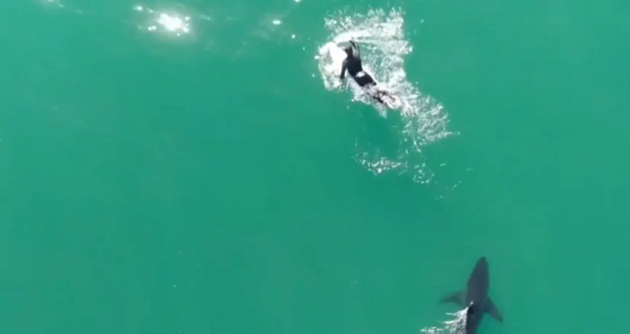 Drone captura tubarão branco ao lado de surfista - Reprodução