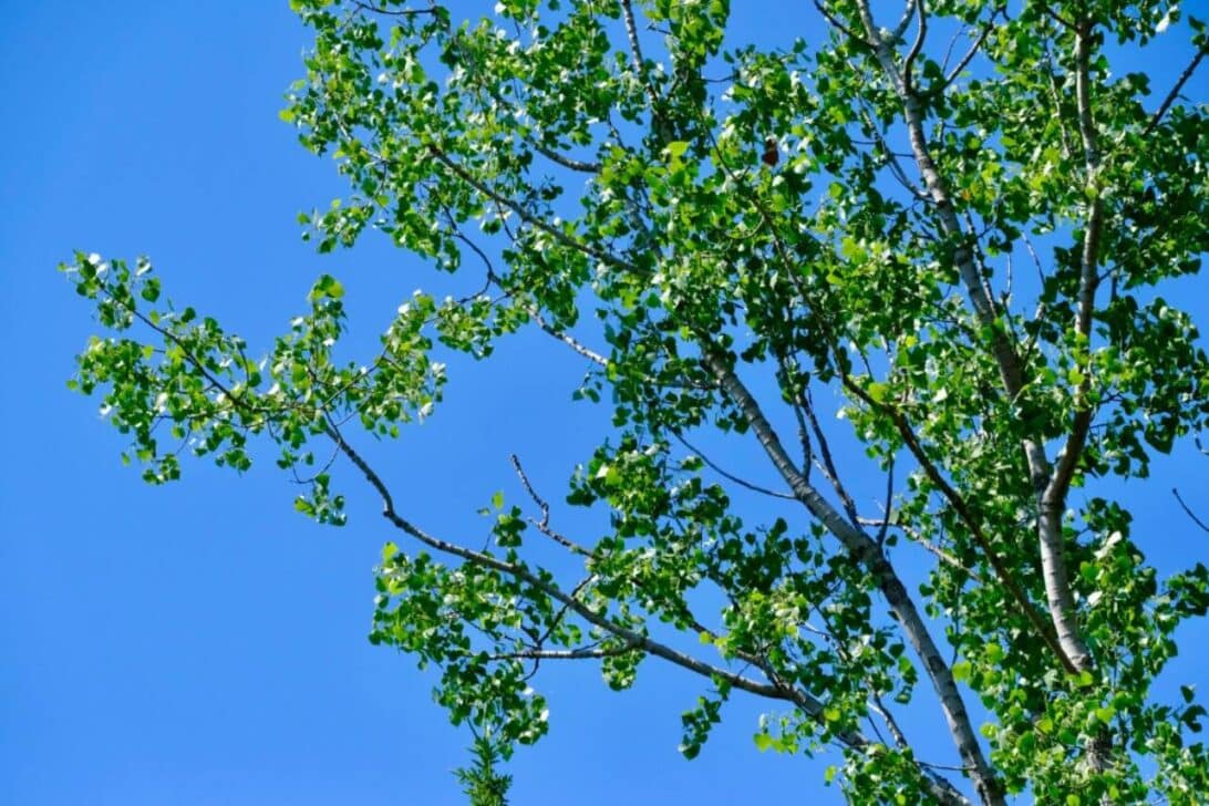 eastern cottonwood