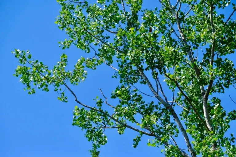 eastern cottonwood