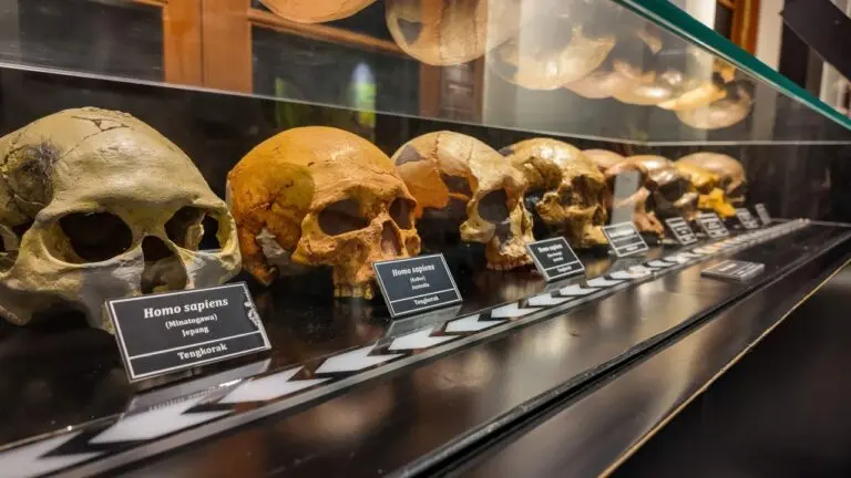 evolução humana