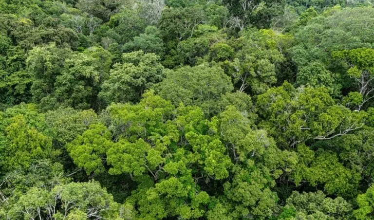 Floresta