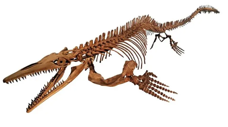 Fossil