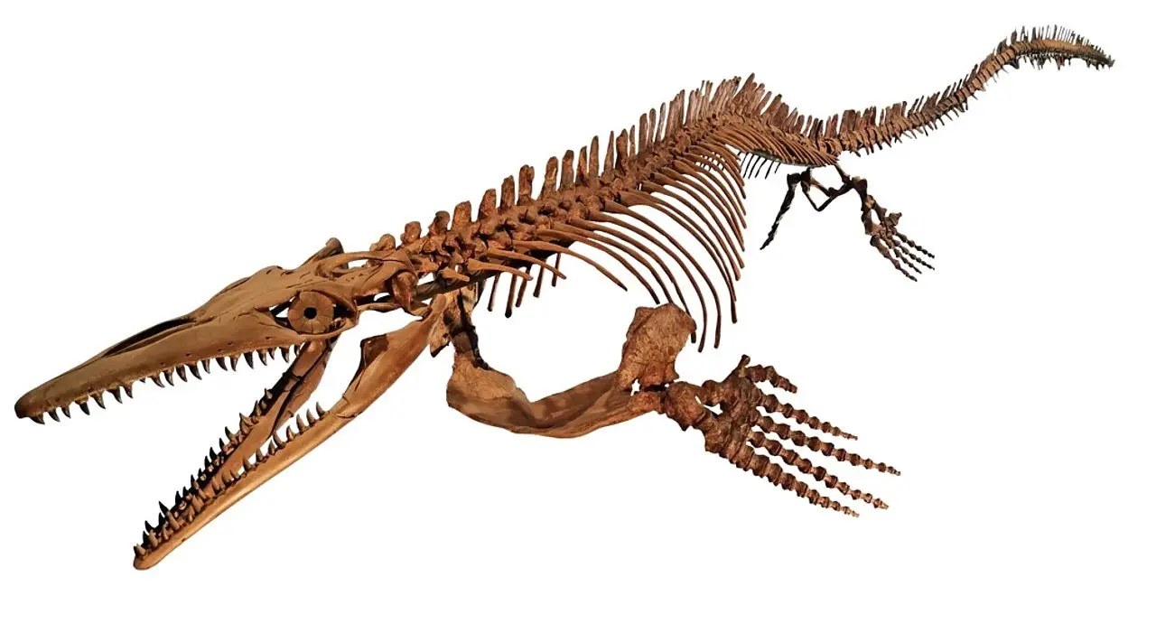 Fossil