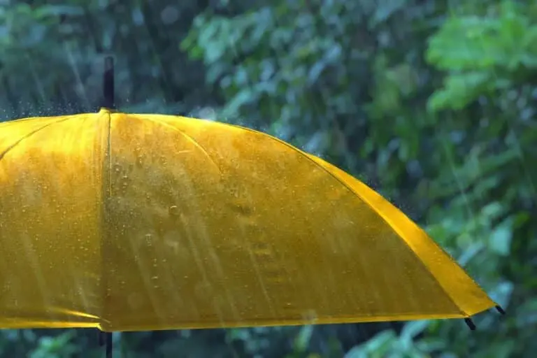 guarda chuva