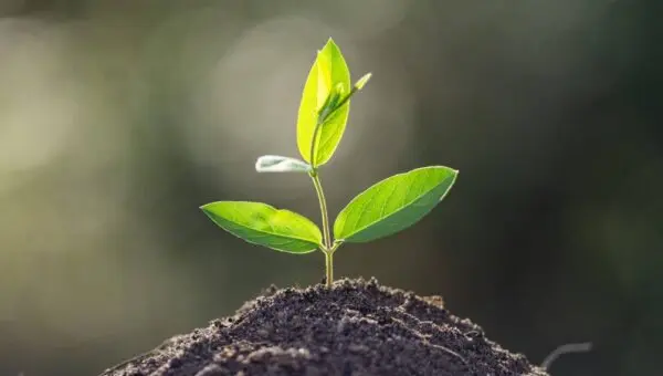 muda de planta