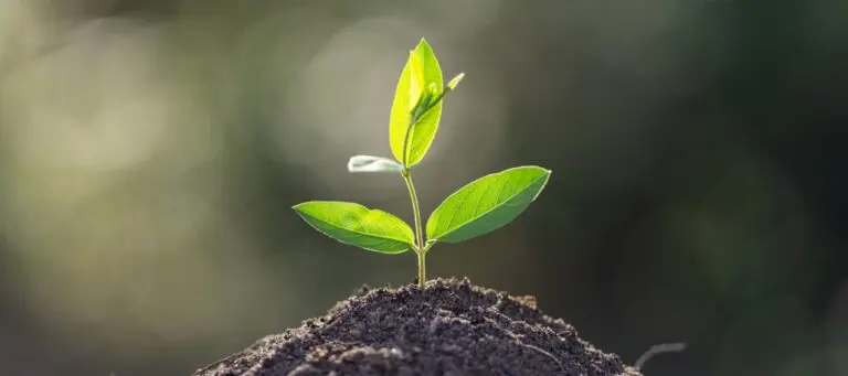 muda de planta