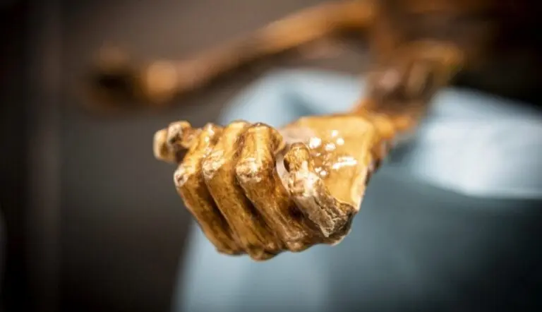 Ötzi, Homem de Gelo Múmia - Reprodução/ Museu de Arqueologia do Tirol do Sul