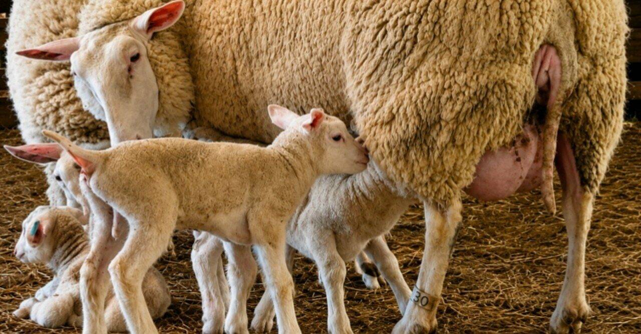 La brebis SC donne naissance à des triplés lors d'une naissance rare - Archives personnelles