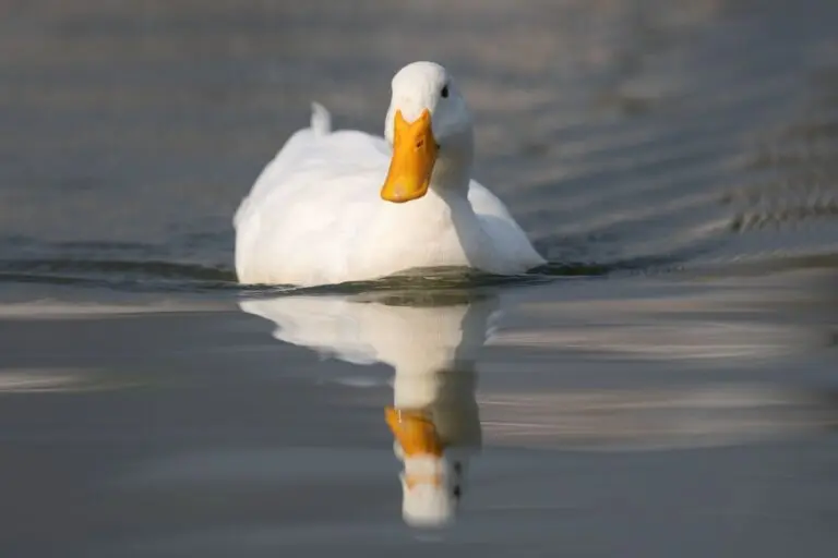 pato