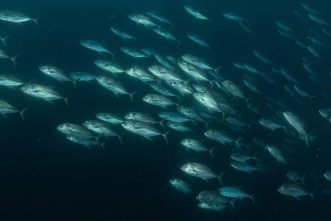 peixes