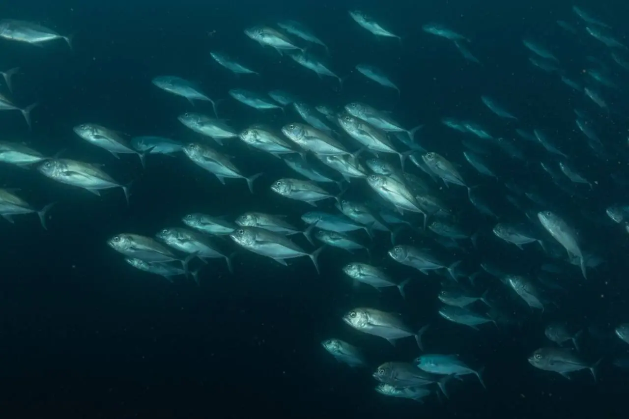 peixes