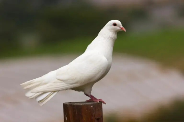 pomba branca