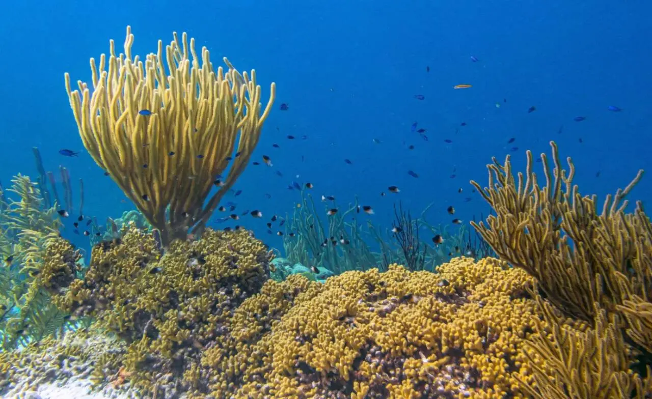 récif de corail