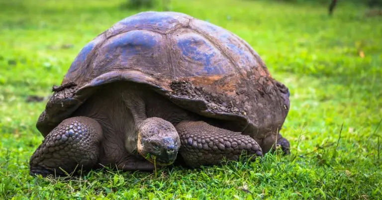 tartaruga de galápagos