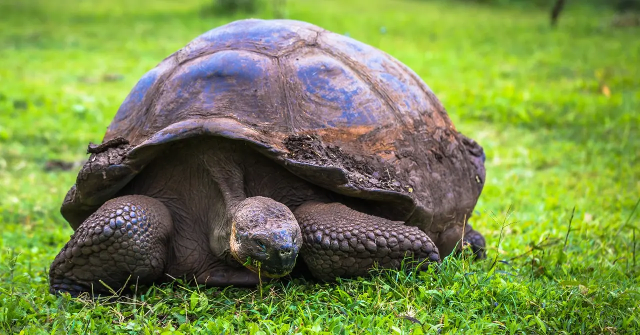 tartaruga de galápagos