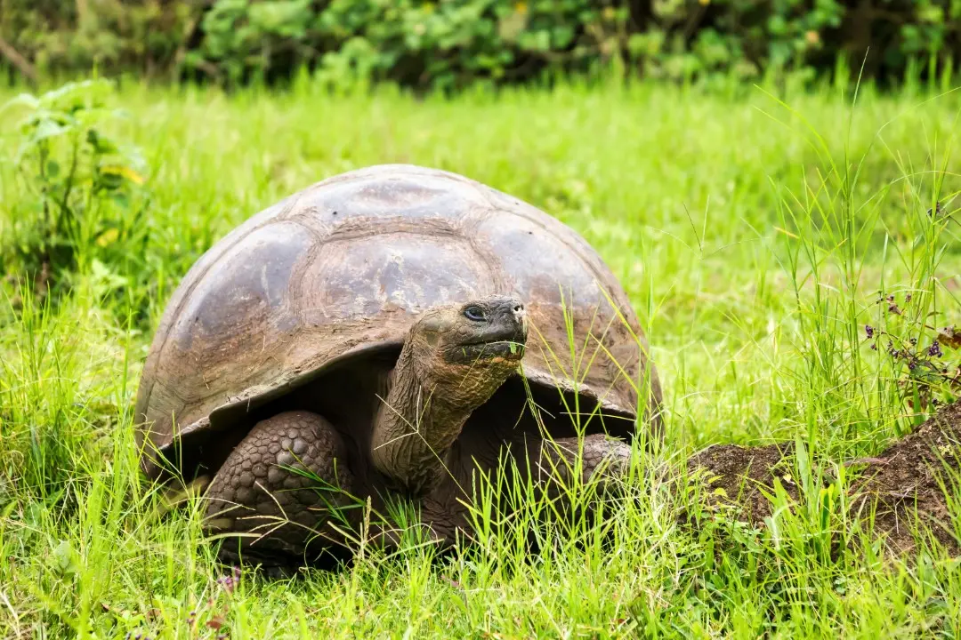 tartaruga de galápagos