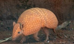 Tatu Bola