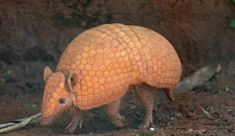 Tatu Bola