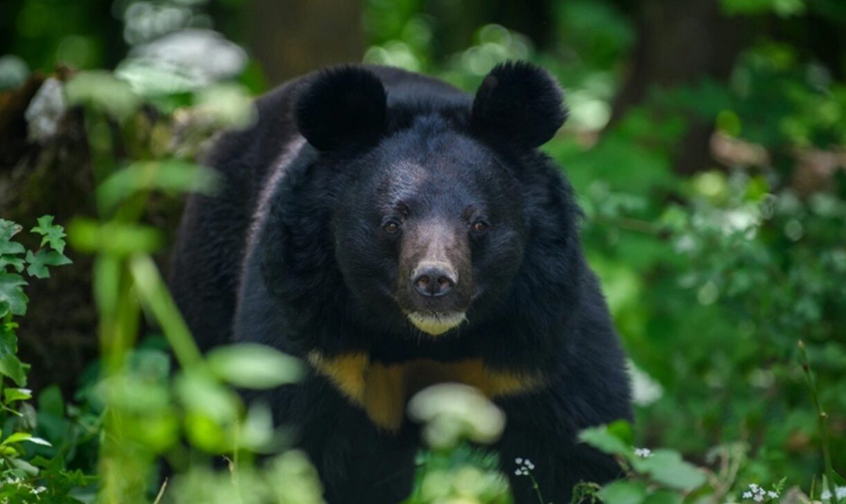 urso negro asiático