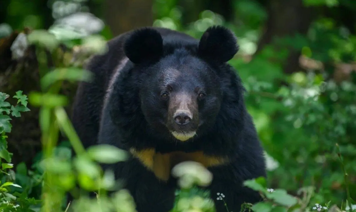 Landarbeiter wird im Berggebiet von Hamamatsu von einem asiatischen Schwarzbären angegriffen