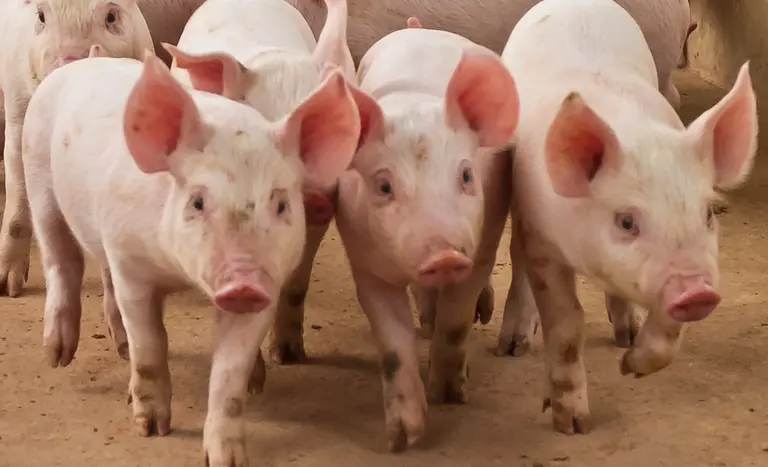 China, Paraguai e Palau abrem mercados para produtos brasileiros