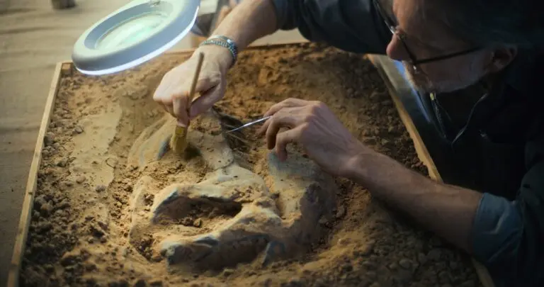 Arqueologo, fossil