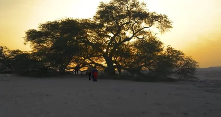 Árvore da vida no Bahrein