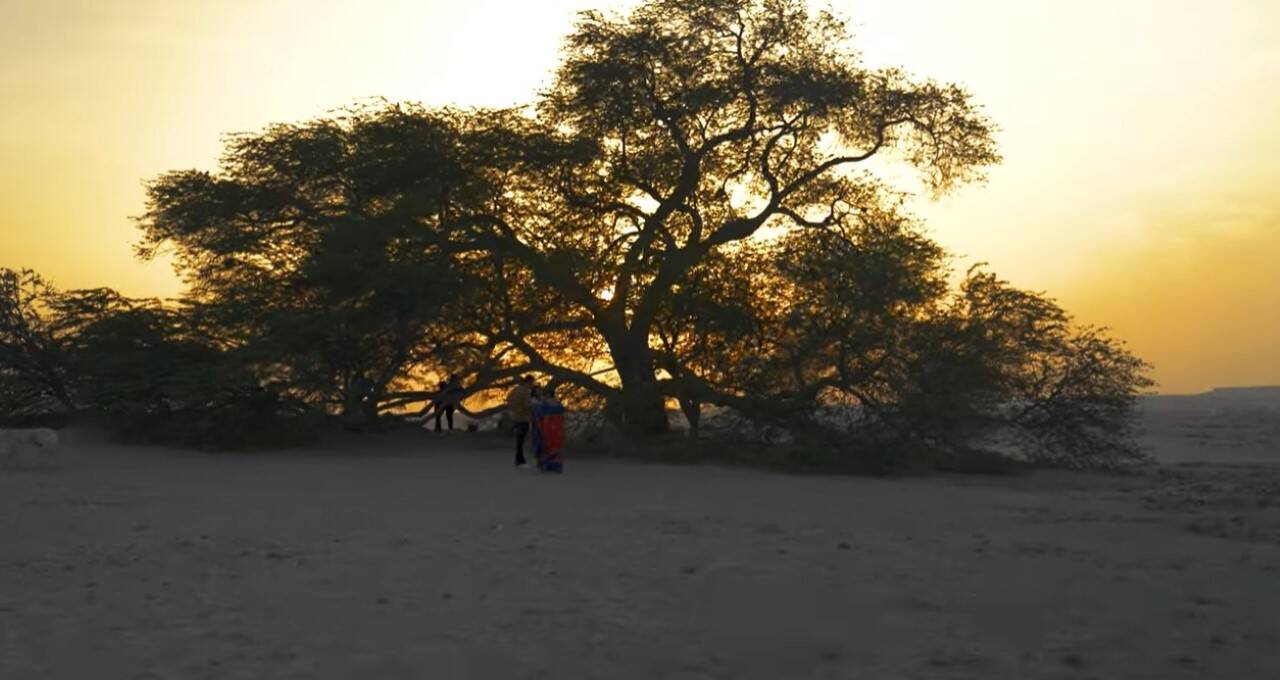 Mistério da árvore da vida no Bahrein: como espécime de 440 anos resiste no deserto sem fonte hídrica