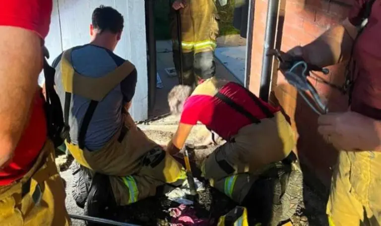 Bombeiros resgatam ouriço-cacheiro preso