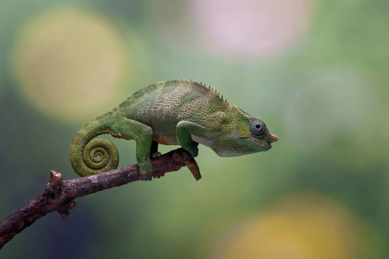 Camaleão