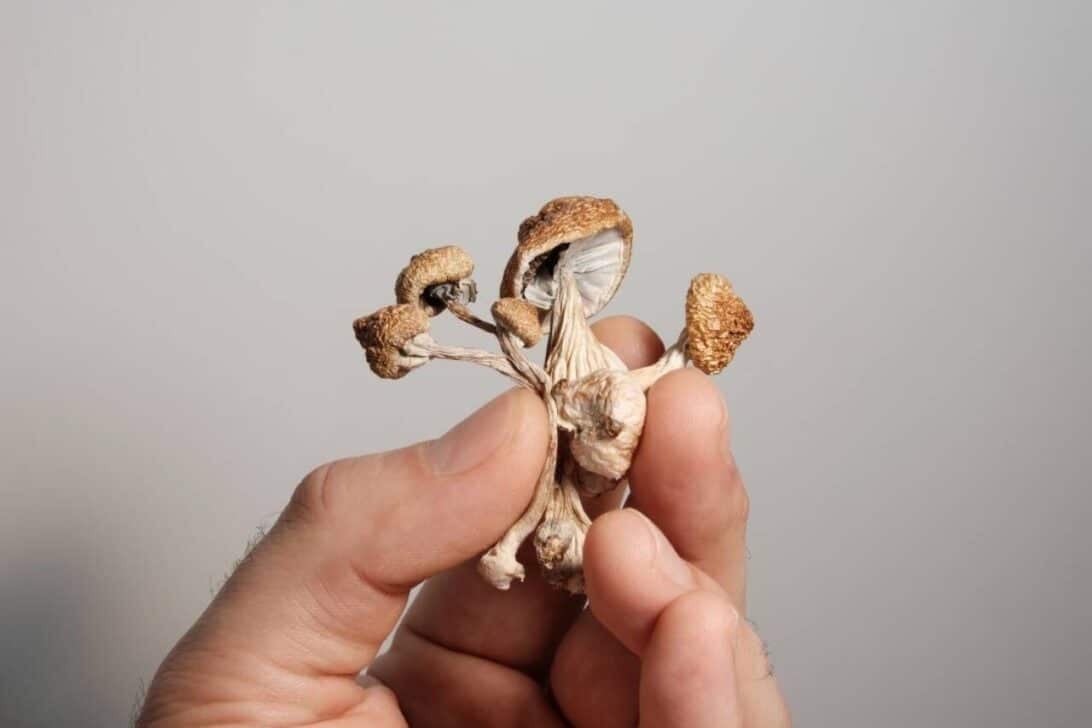 Cogumelos psicodélicos psilocibinos
