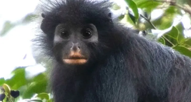 Colobus congoensis