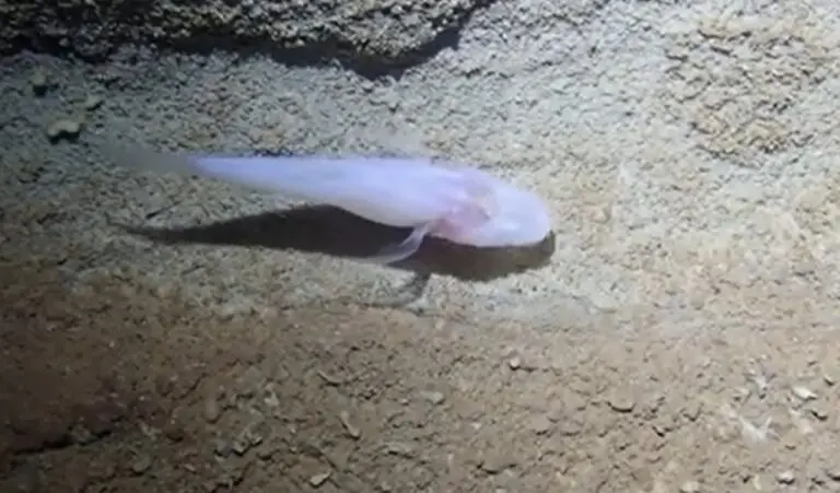 Demon Cavefish