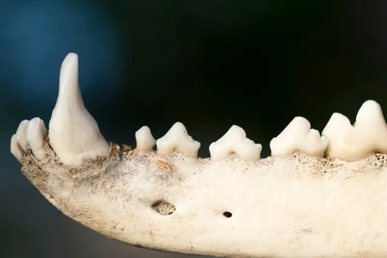 Dentes antigos fósseis