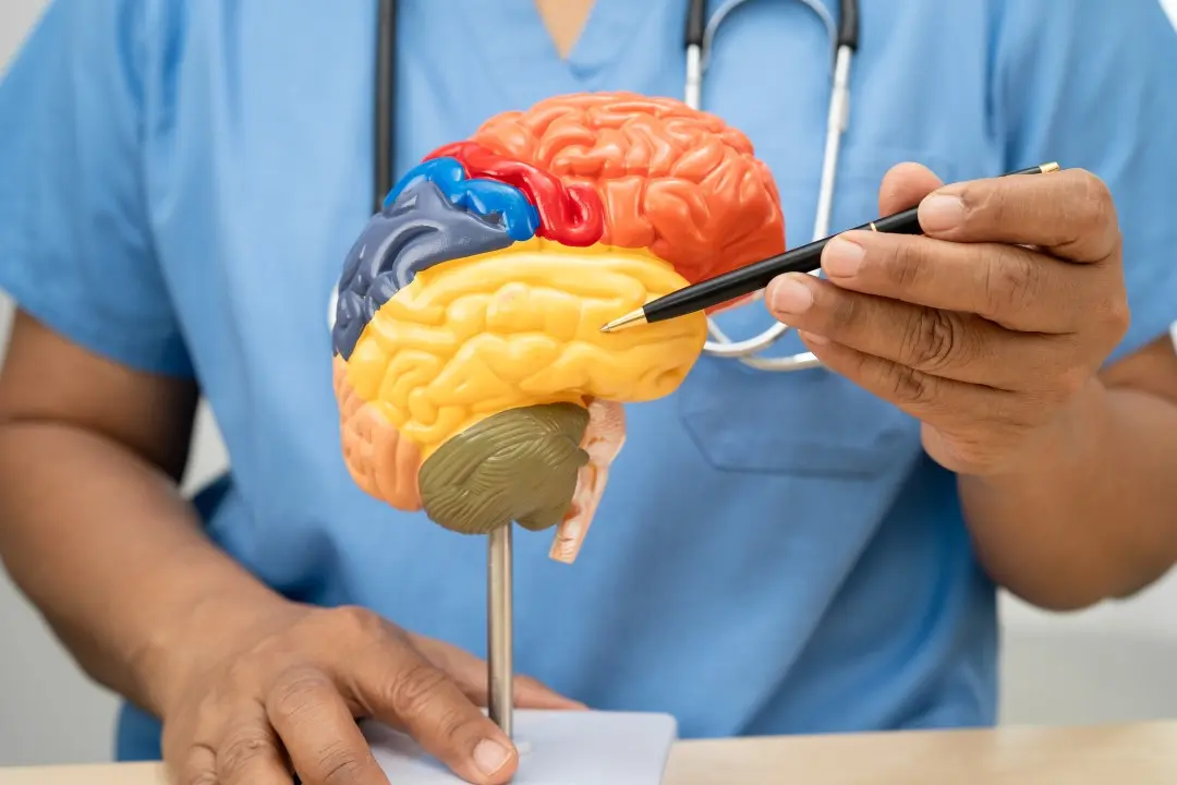 Doença de Alzheimer, anatomia cerebral, cérebro