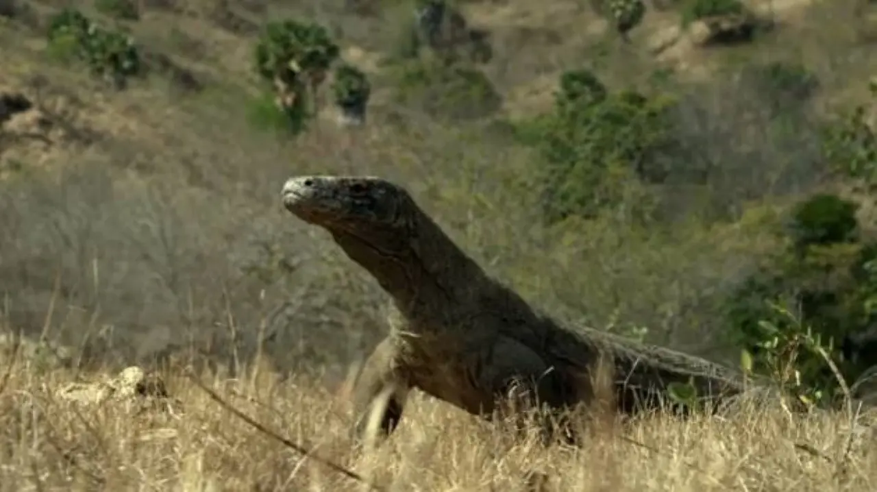Dragão-de-Komodo