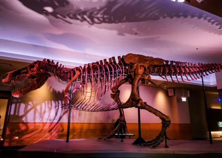 Esqueleto de tiranossauro rex
