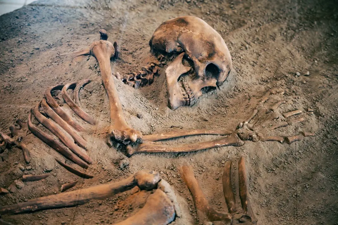 Esqueleto humano, fossil