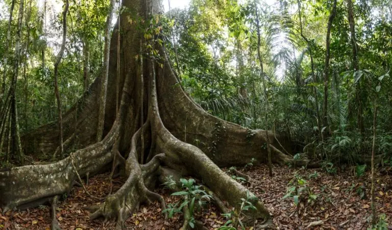 Floresta, árvore, raízes