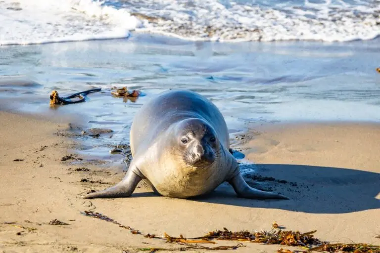 Foca