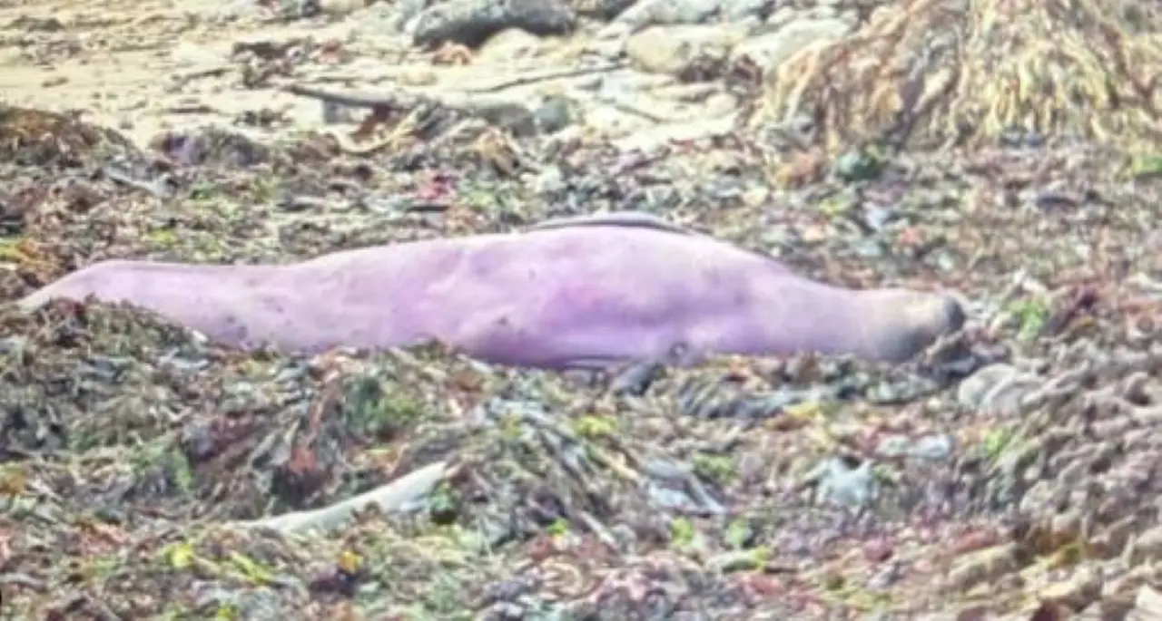 Foca elefante roxo