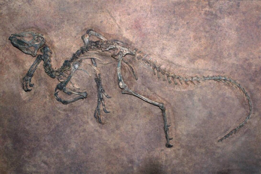 Fósseis de dinossauros