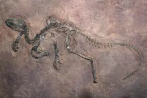 Organic molecules in 66-million-year-old dinosaur fossil open new perspectives