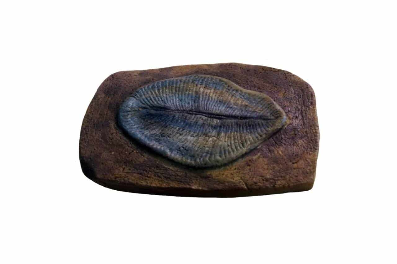 Fóssil de Dickinsonia