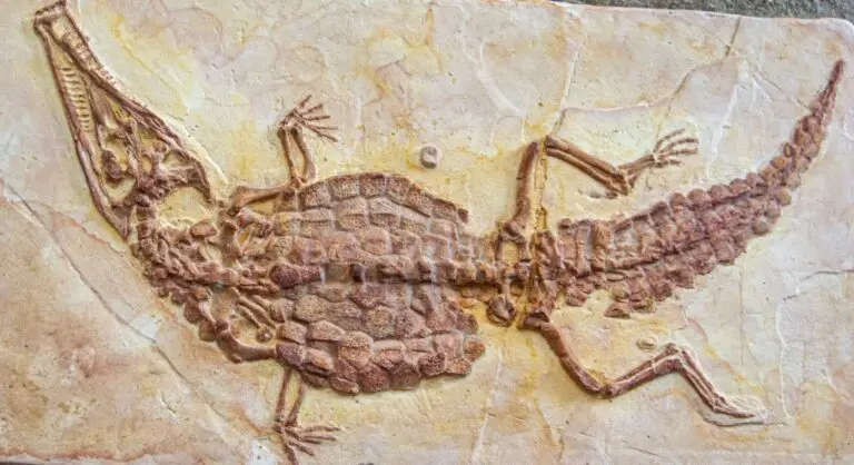 Fóssil de Osteolaemus tetraspis, crocodilo